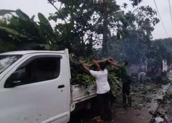 Hujan Angin di Depok Tumbangkan Pohon, Timpa Mobil dan Kabel Listrik