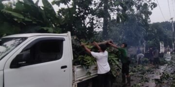 Hujan Angin di Depok Tumbangkan Pohon, Timpa Mobil dan Kabel Listrik