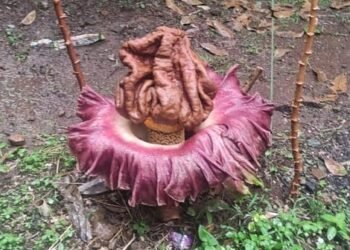 Kemunculan Bunga Suweg di Depok Bikin Heboh Warga Krukut