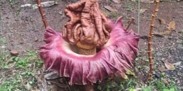 Kemunculan Bunga Suweg di Depok Bikin Heboh Warga Krukut