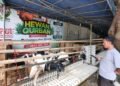 Jelang Iduladha, Dj Farm Depok Sediakan Ratusan Hewan Kurban Berkualitas